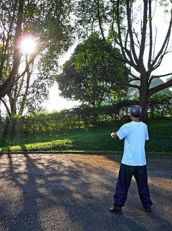 Qi Gong con gli alberi (a distanza)